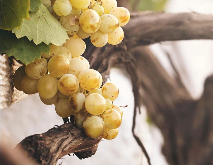 Vinagora grapes